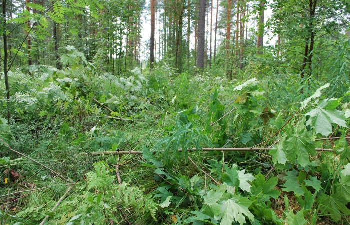 Kaadettua lähimetsää